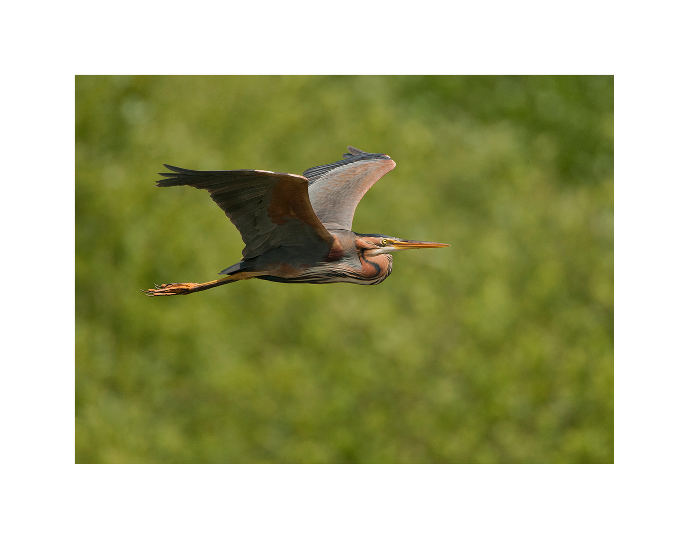 RED HERON.......