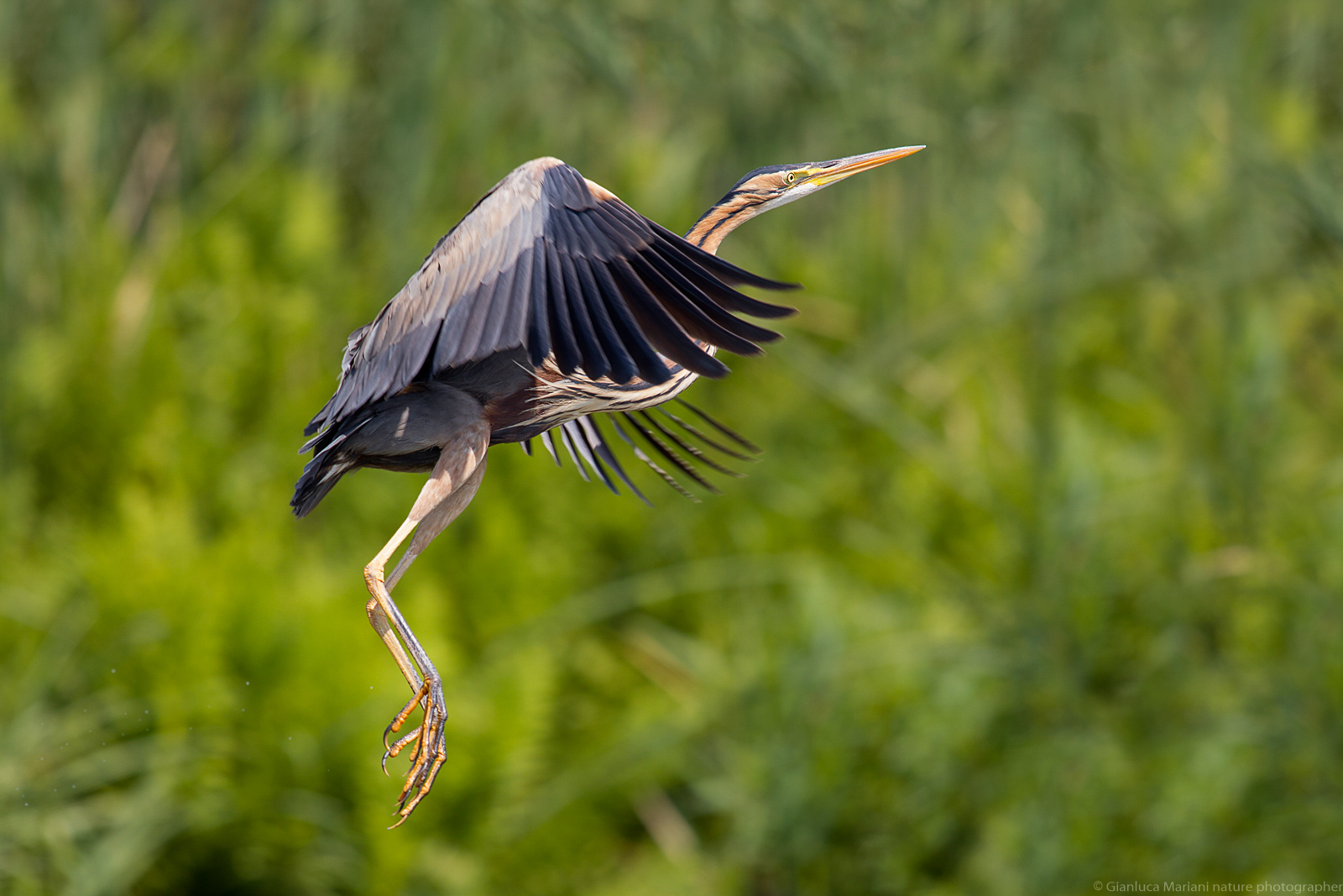 Red Heron