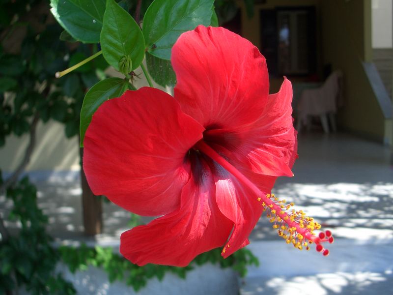 Red Hibiscus