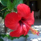 Red Hibiscus