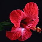 Red Hibiscus