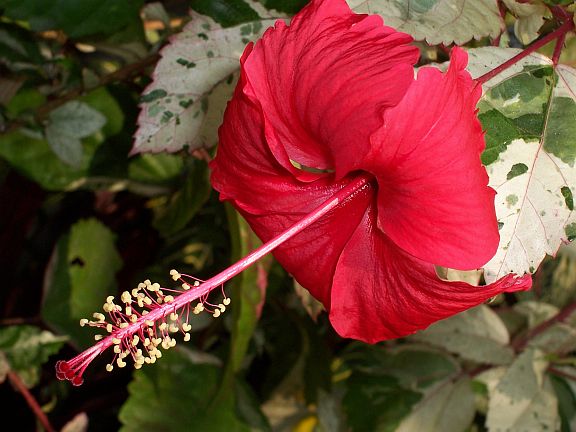 Red Hibiscus