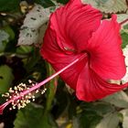 Red Hibiscus