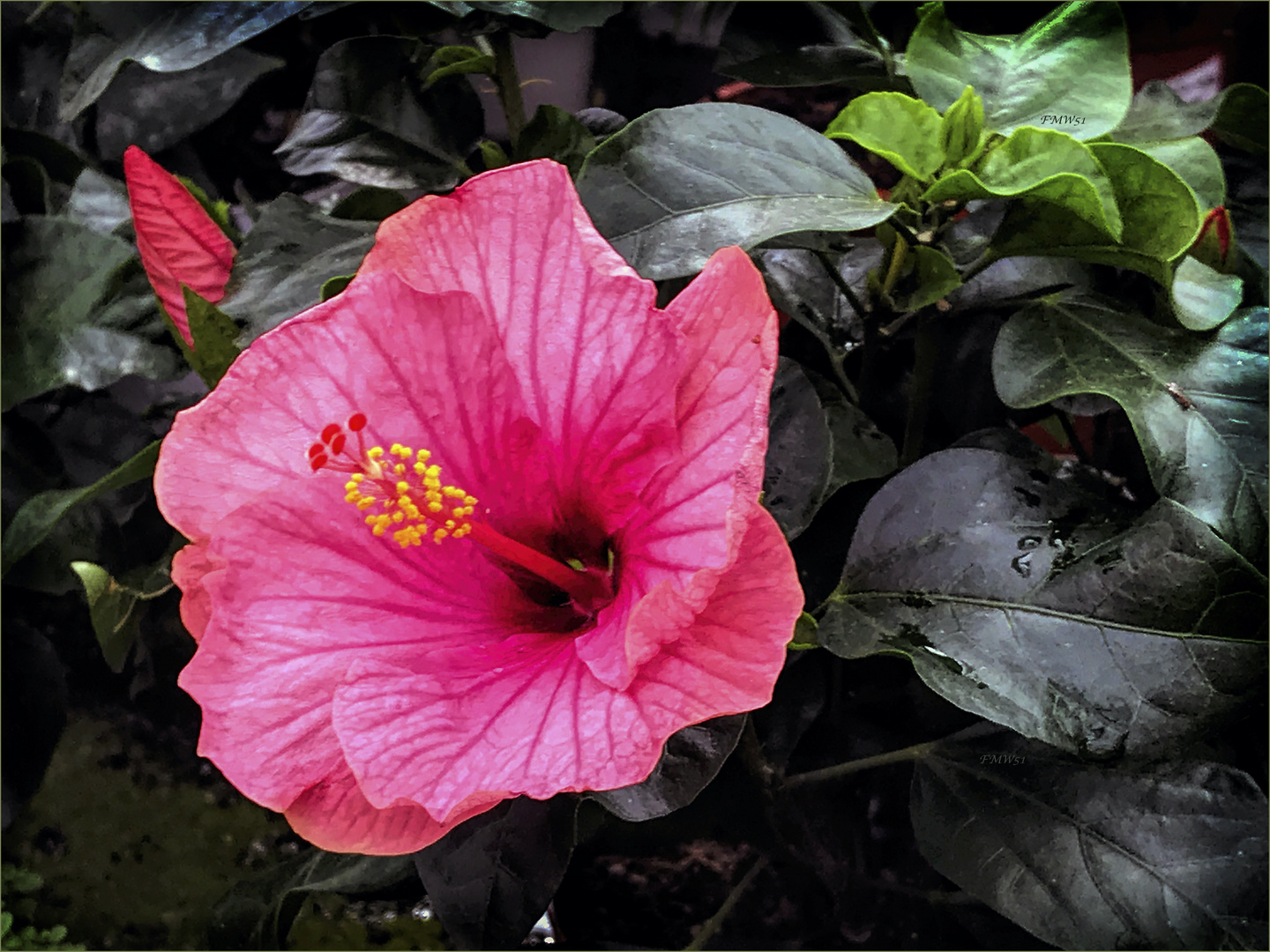 Red Hibiskus Bloom