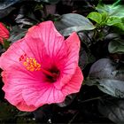 Red Hibiskus Bloom