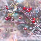 ~red hip~