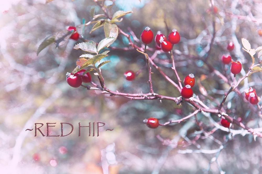 ~red hip~