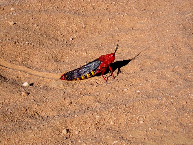 Red Hopper