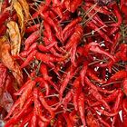 Red Hot Chili Pepper - quadratisch