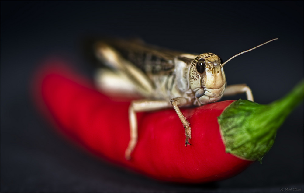 red hot chili pepper rider