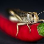 red hot chili pepper rider