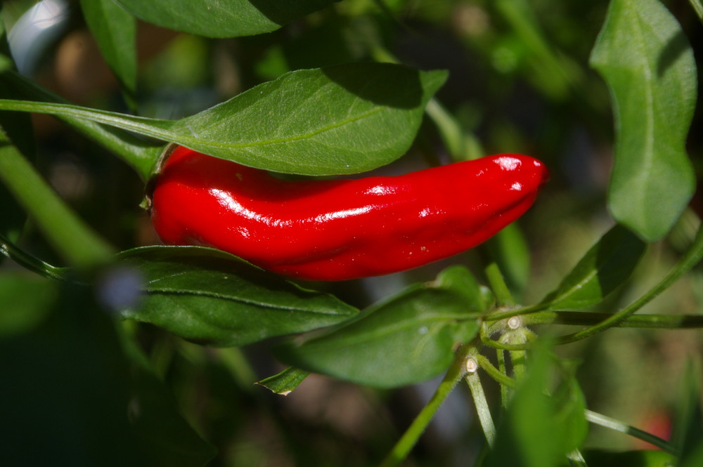 Red Hot Chilli Pepper