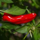 Red Hot Chilli Pepper