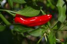 Red Hot Chilli Pepper von Moertel 