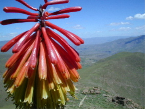 red hot poker oder torch lily