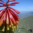 red hot poker oder torch lily