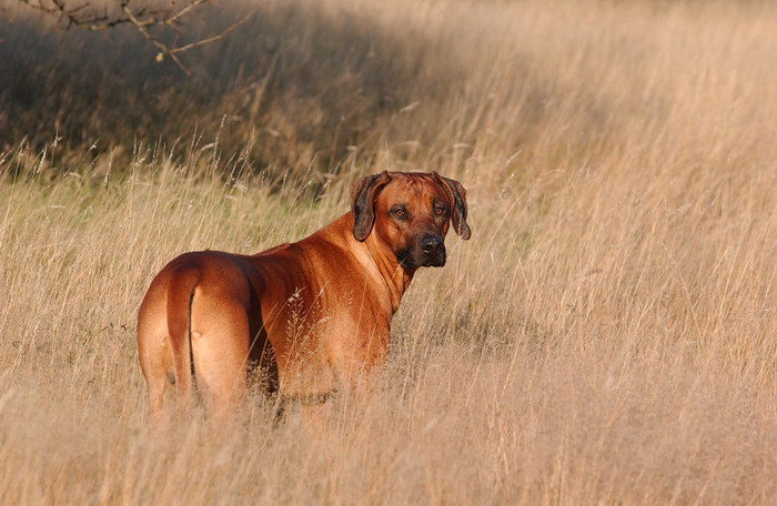 Red Hunter