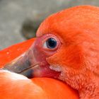 Red Ibis