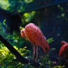 Red Ibis