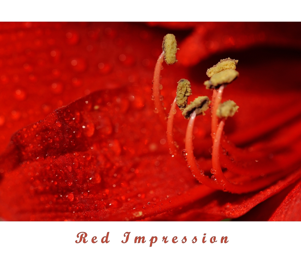 Red Impression