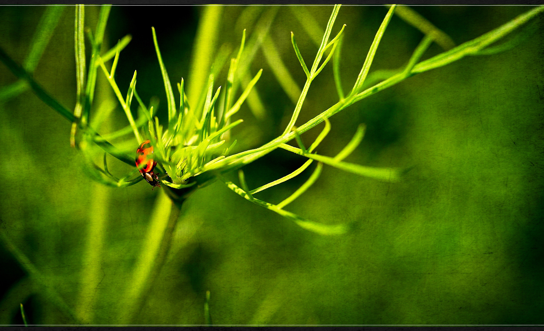 red in a wide green