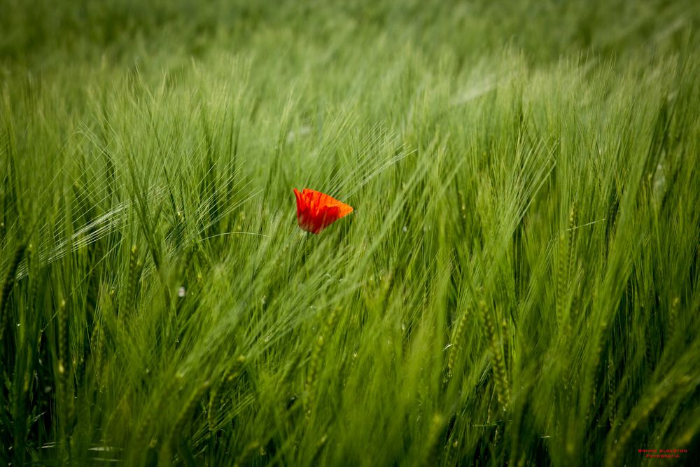 Red in Green