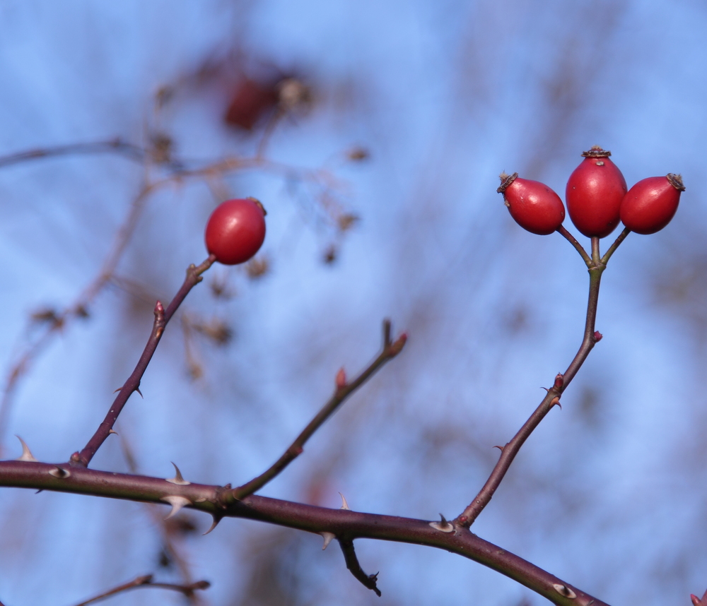 Red is Beautiful