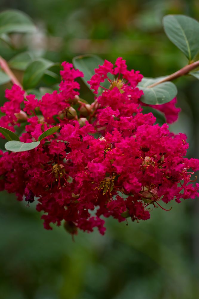 Red is the colour of Love by Vagography667 