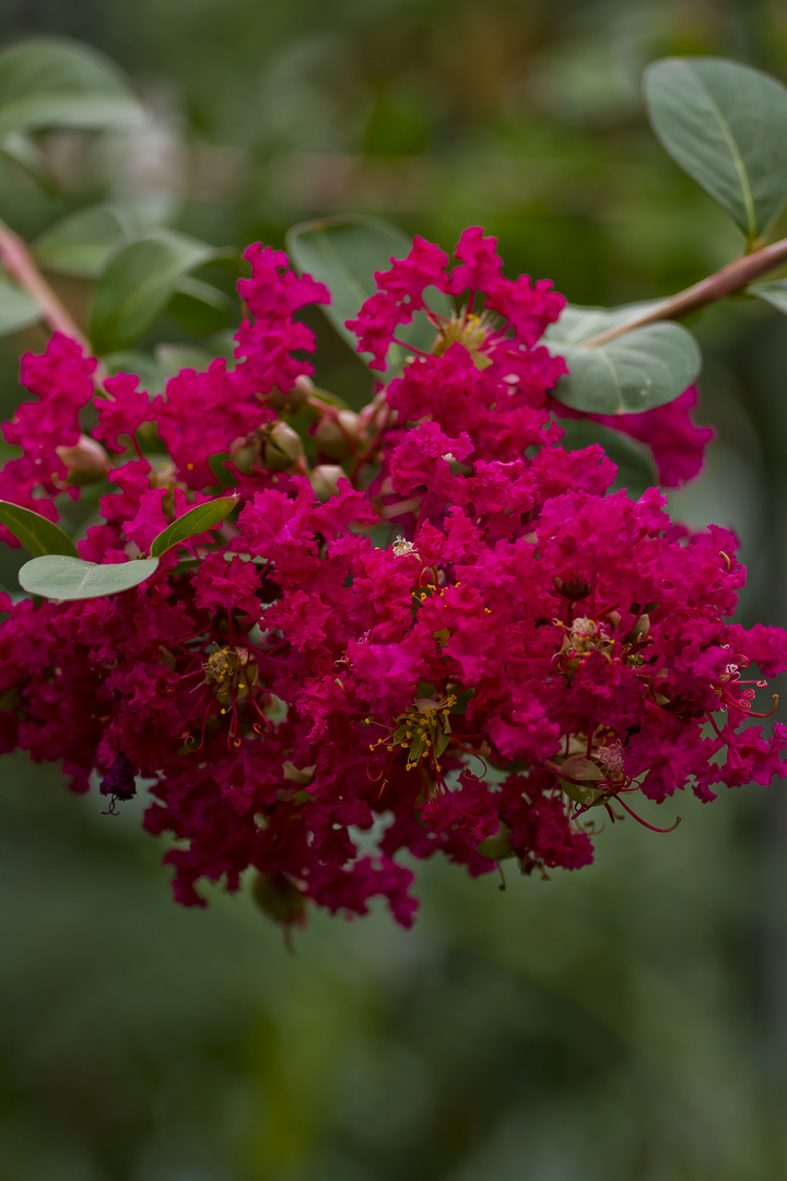 Red is the colour of Love