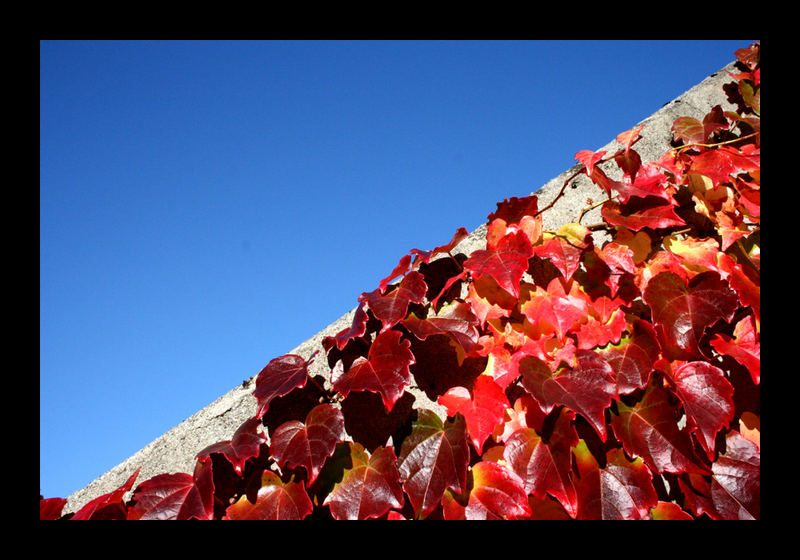 red ivy