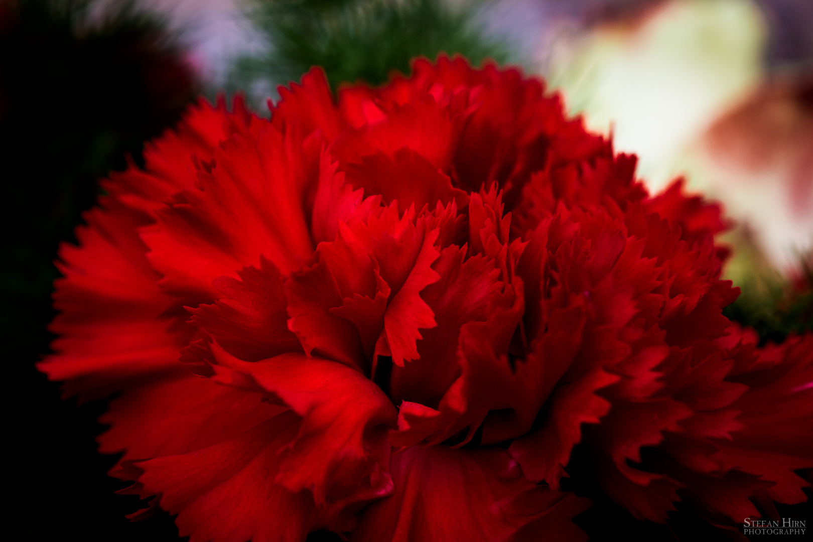 Red jagged bloom