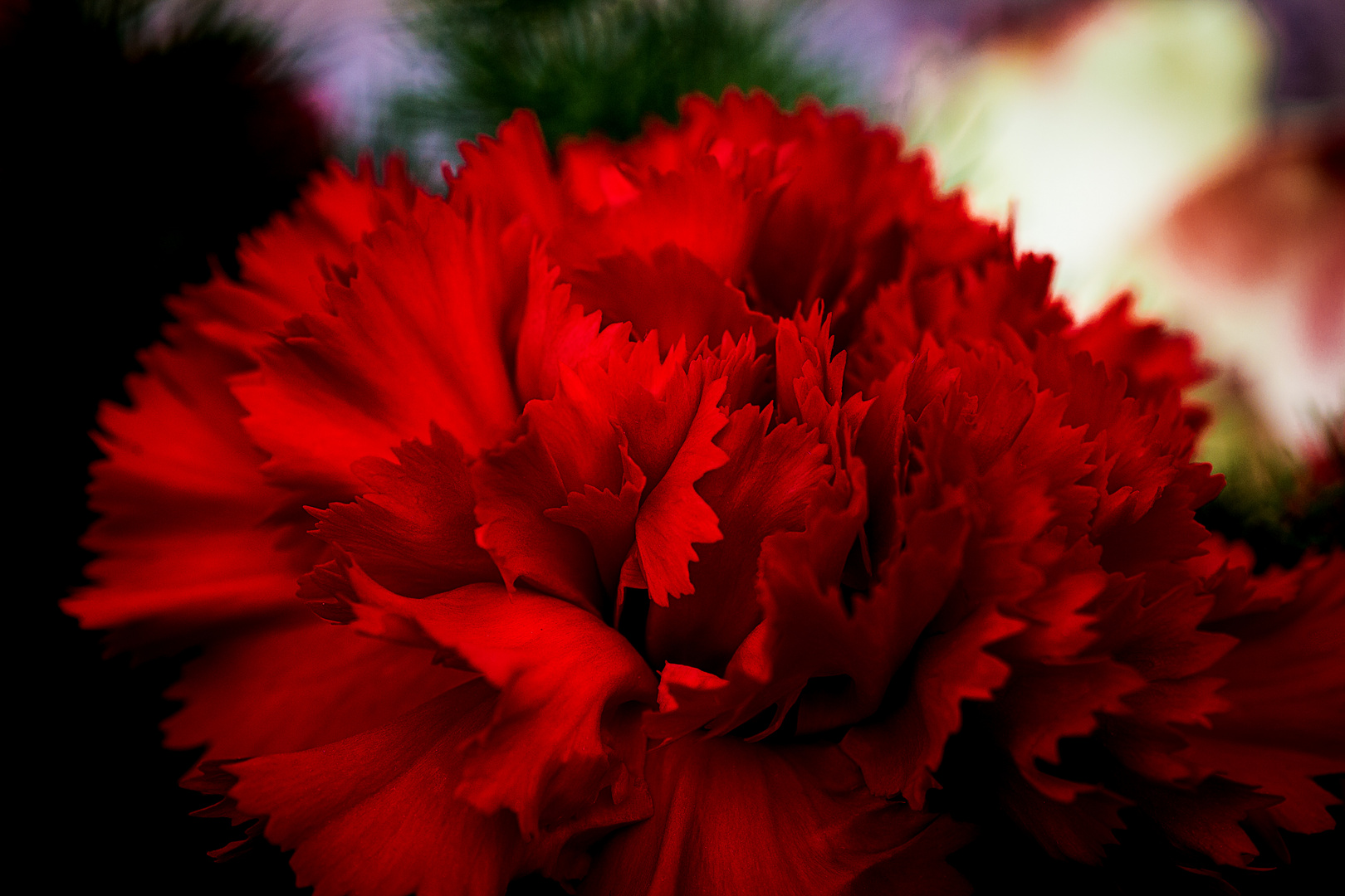 Red jagged bloom