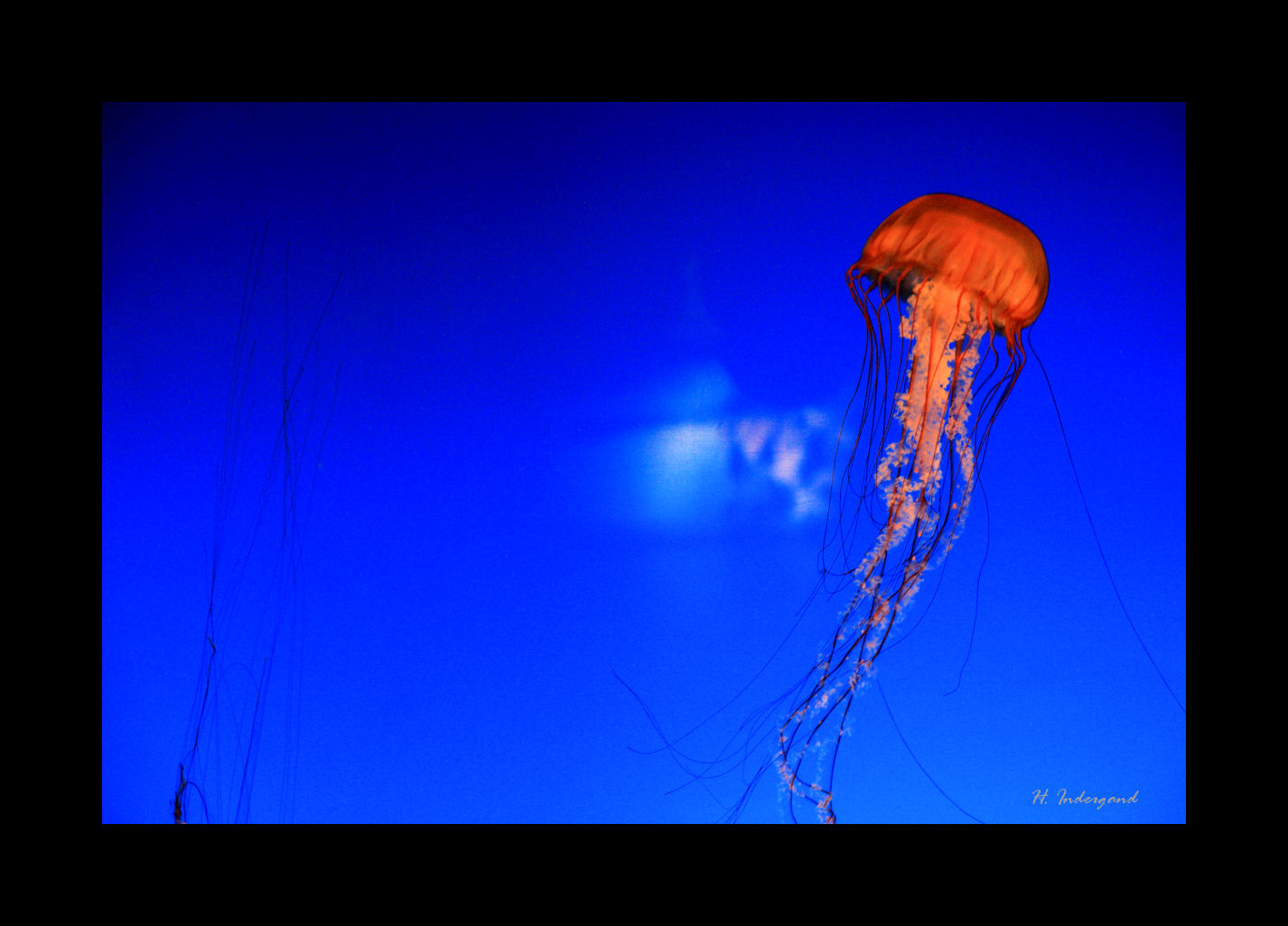 red jelly