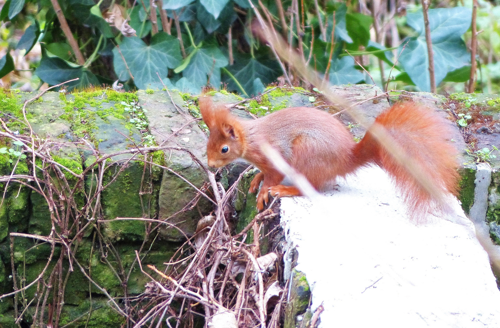 Red Jumper - Maueransitz zum nächsten Sprung auf´s Futterhaus im Garten