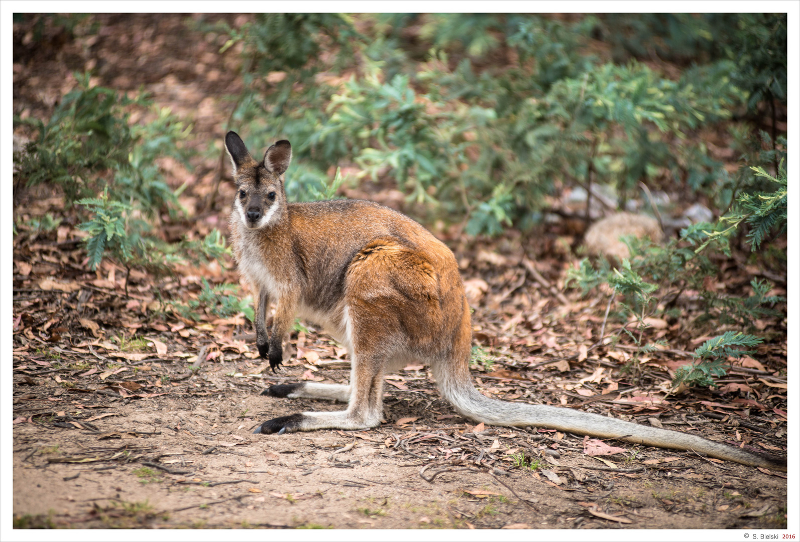 Red kangaroo