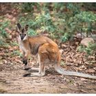 Red kangaroo