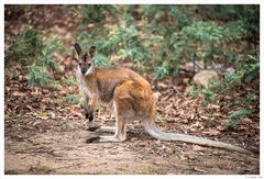 Red kangaroo