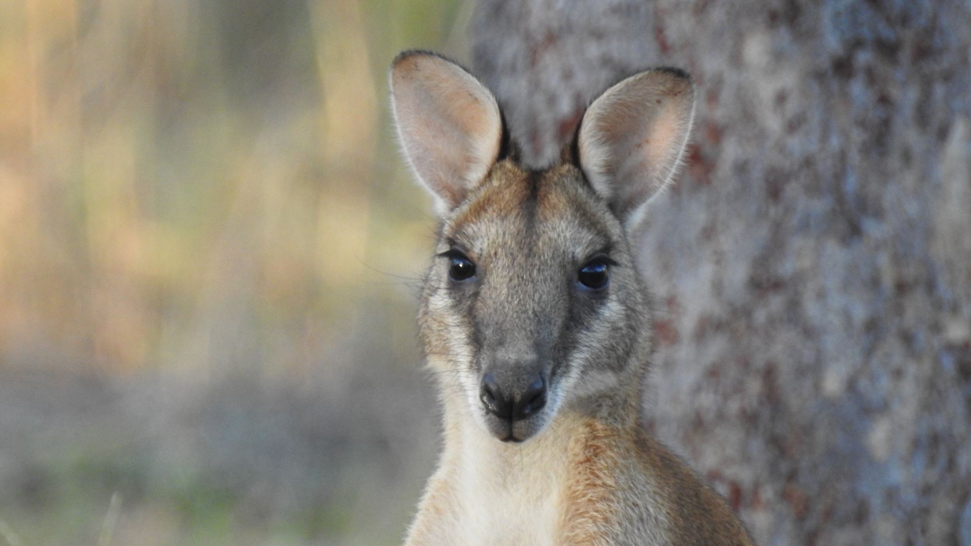 Red Kangaroo