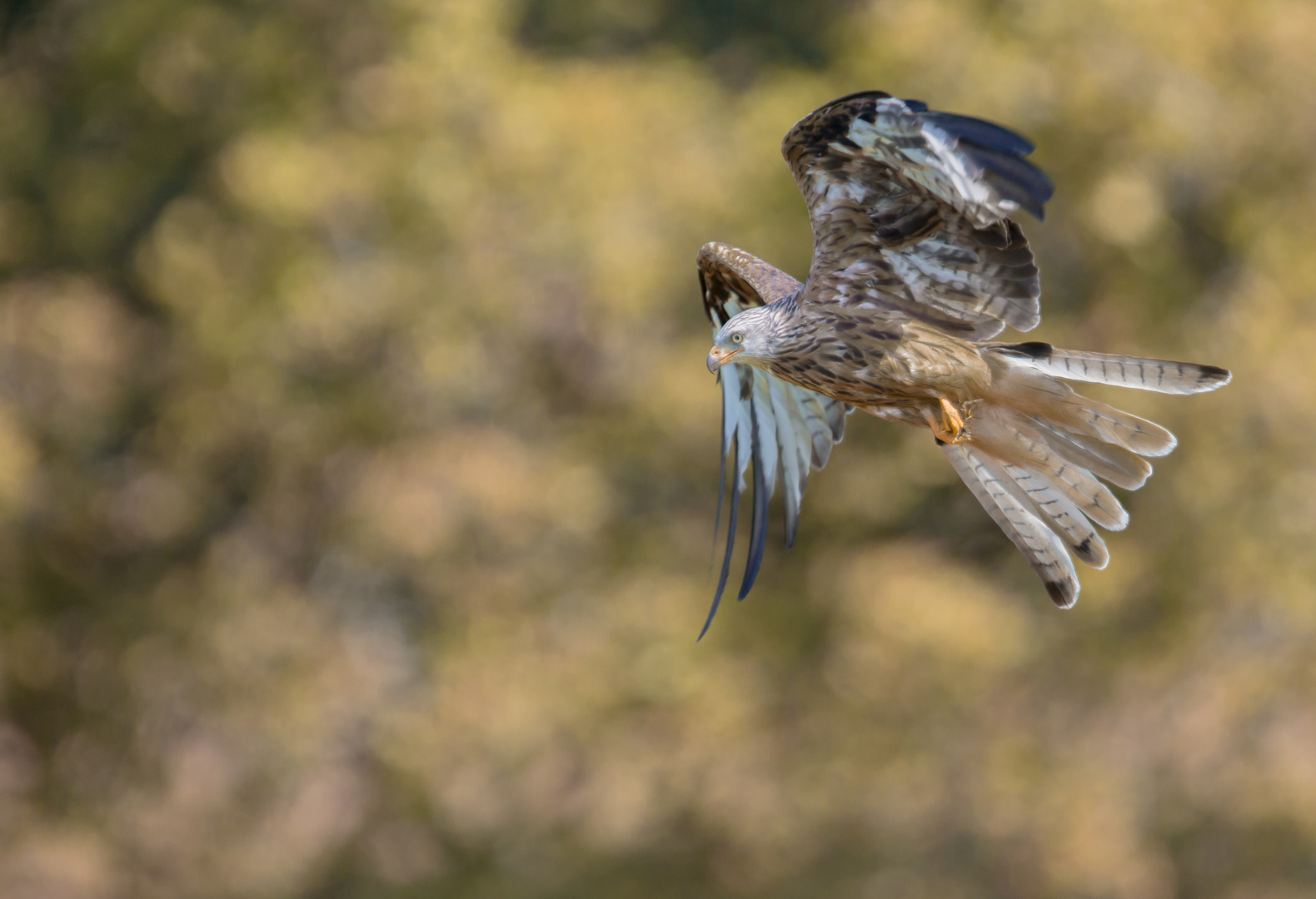 Red Kite