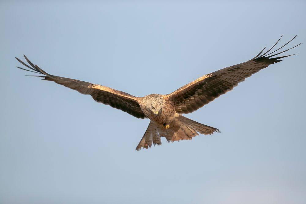 red kite