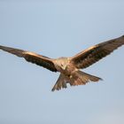 red kite