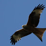 Red Kite