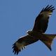 Red Kite