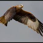 Red kite 2