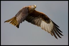 Red kite 2