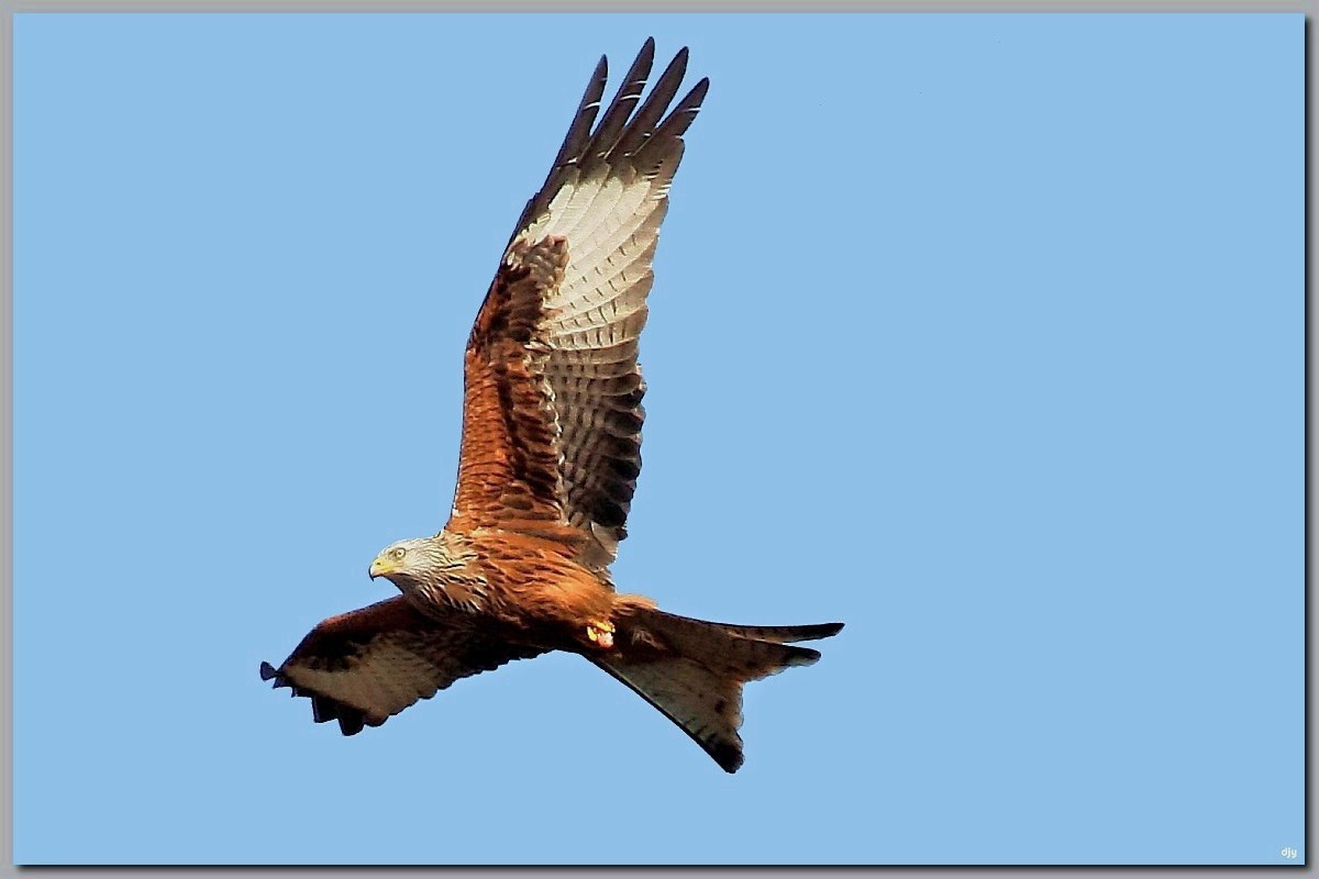 Red Kite