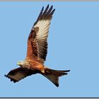 Red Kite