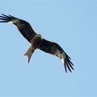 Red kite