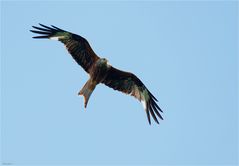 Red kite