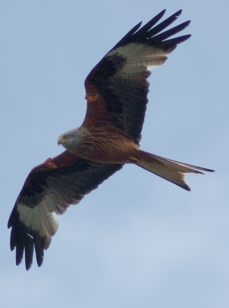 Red Kite